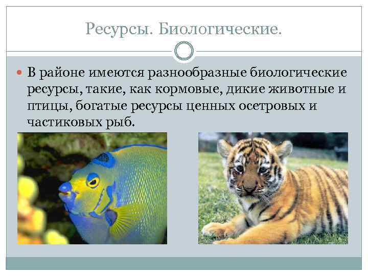 Ресурсы. Биологические. В районе имеются разнообразные биологические ресурсы, такие, как кормовые, дикие животные и