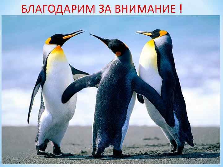 БЛАГОДАРИМ ЗА ВНИМАНИЕ ! 