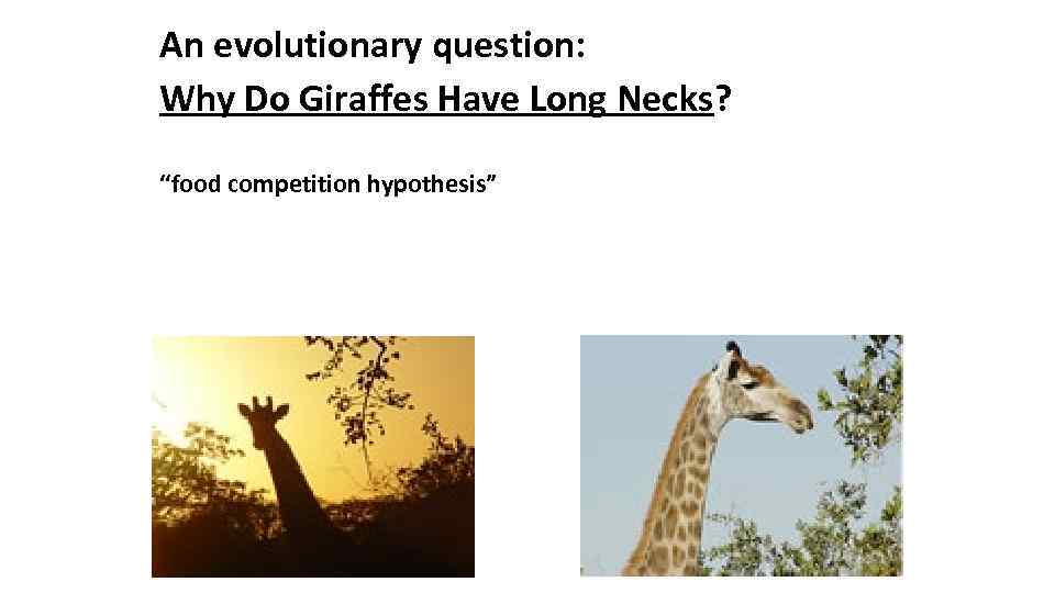 An evolutionary question: Why Do Giraffes Have Long Necks? “food competition hypothesis” 