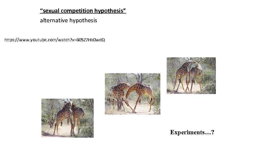 “sexual competition hypothesis” alternative hypothesis https: //www. youtube. com/watch? v=60 SZ 7 Hk 0