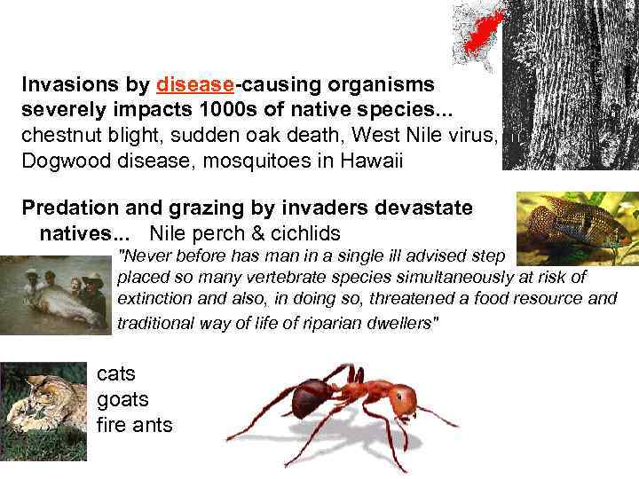 Invasions by disease-causing organisms severely impacts 1000 s of native species. . . chestnut