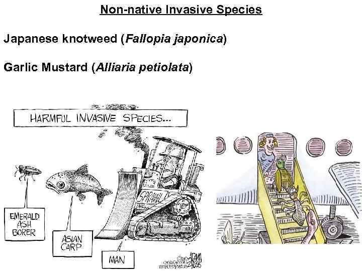 Non-native Invasive Species Japanese knotweed (Fallopia japonica) Garlic Mustard (Alliaria petiolata) 