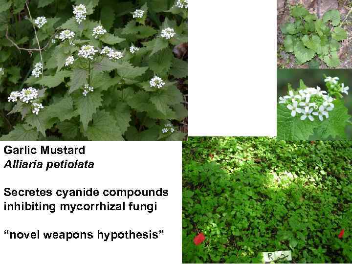 Garlic Mustard Alliaria petiolata Secretes cyanide compounds inhibiting mycorrhizal fungi “novel weapons hypothesis” 