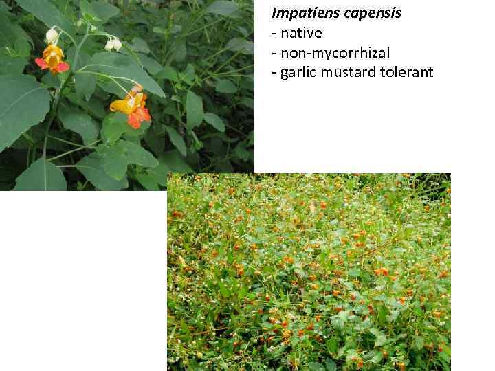 Impatiens capensis - native - non-mycorrhizal - garlic mustard tolerant 