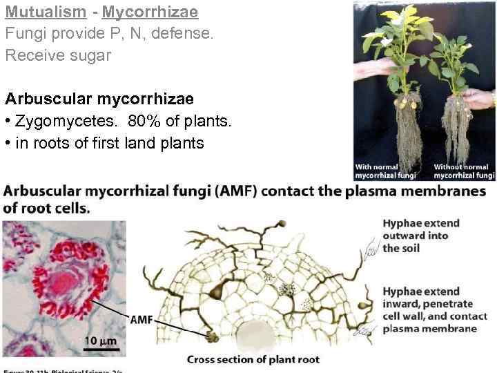 Mutualism - Mycorrhizae Fungi provide P, N, defense. Receive sugar Arbuscular mycorrhizae • Zygomycetes.