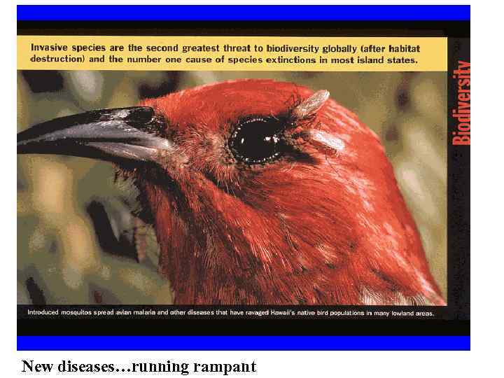 New diseases…running rampant 