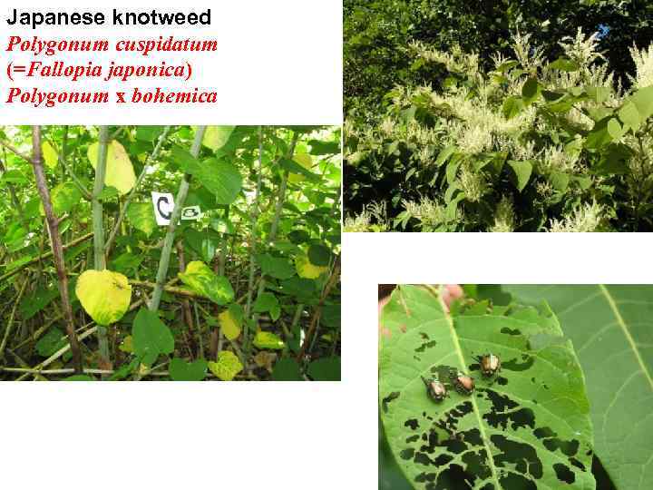 Japanese knotweed Polygonum cuspidatum (=Fallopia japonica) Polygonum x bohemica 