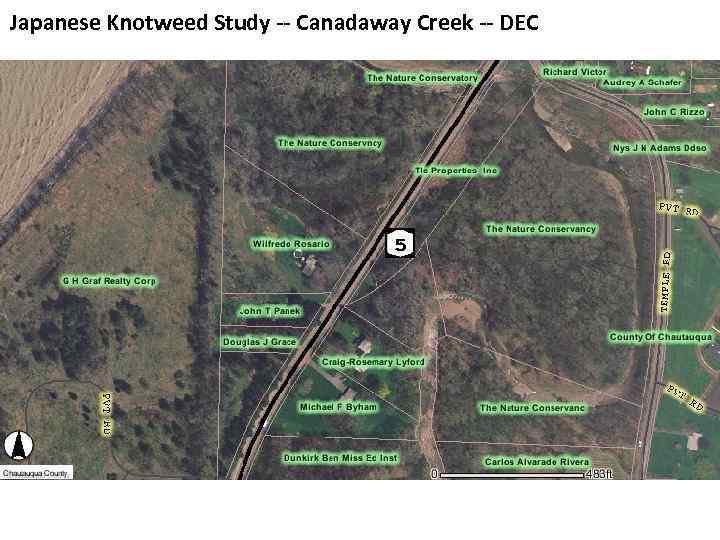 Japanese Knotweed Study -- Canadaway Creek -- DEC 