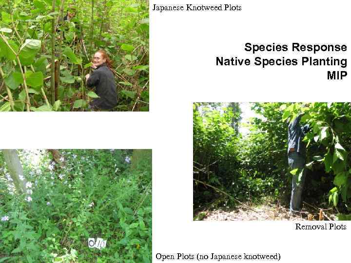 Japanese Knotweed Plots Species Response Native Species Planting MIP Removal Plots Open Plots (no