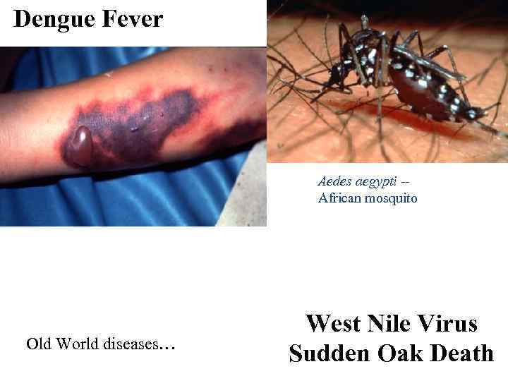 Dengue Fever Aedes aegypti -African mosquito Old World diseases… West Nile Virus Sudden Oak