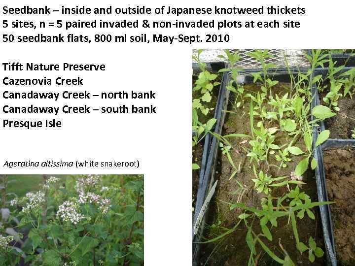 Seedbank – inside and outside of Japanese knotweed thickets 5 sites, n = 5