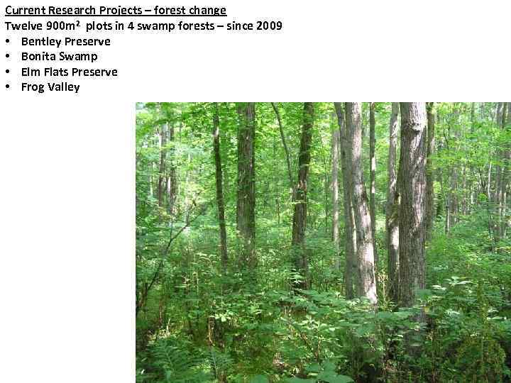 Current Research Projects – forest change Twelve 900 m 2 plots in 4 swamp