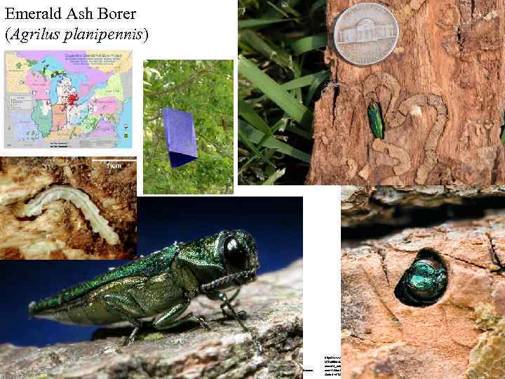 Emerald Ash Borer (Agrilus planipennis) http: //www. google. com/imgres? q=emerald+ash+borer&hl=en&clie nt=firefox-a&rls=org. mozilla: en. US: