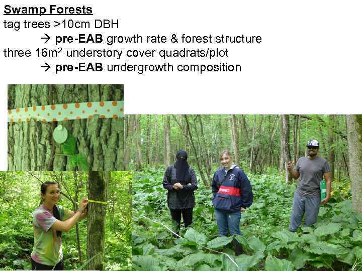 Swamp Forests tag trees >10 cm DBH pre-EAB growth rate & forest structure three