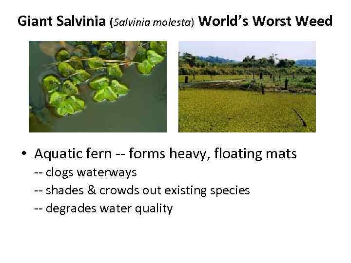 Giant Salvinia (Salvinia molesta) World’s Worst Weed • Aquatic fern -- forms heavy, floating