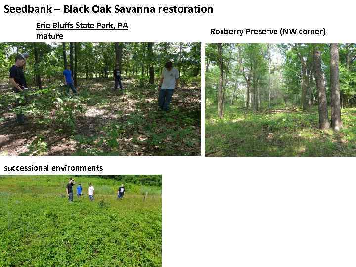 Seedbank – Black Oak Savanna restoration Erie Bluffs State Park, PA mature successional environments