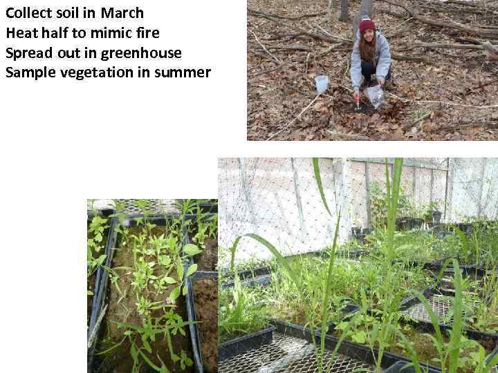 Collect soil in March Heat half to mimic fire Spread out in greenhouse Sample