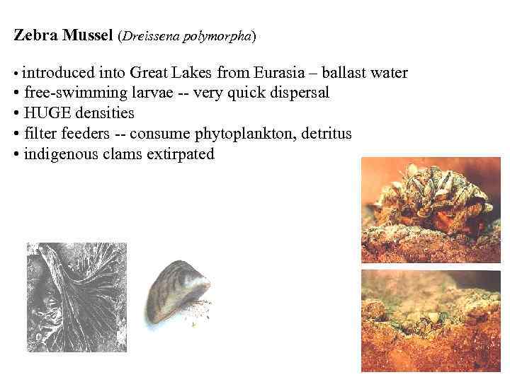 Zebra Mussel (Dreissena polymorpha) • introduced into Great Lakes from Eurasia – ballast water