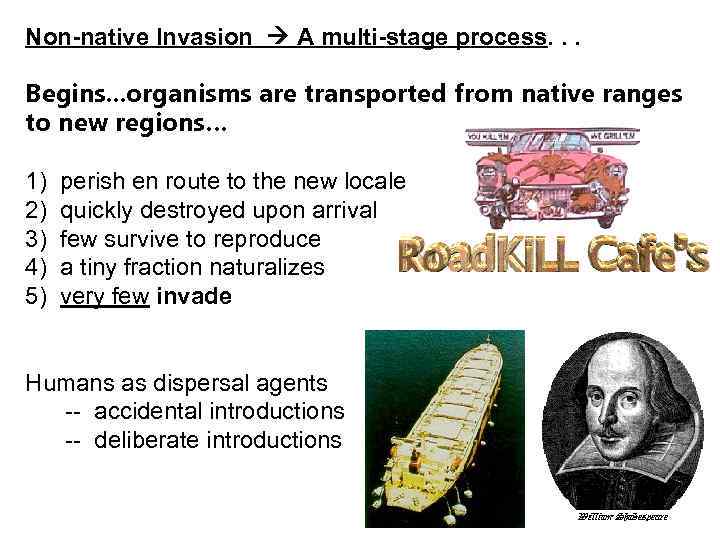 Non-native Invasion A multi-stage process. . . Begins. . . organisms are transported from