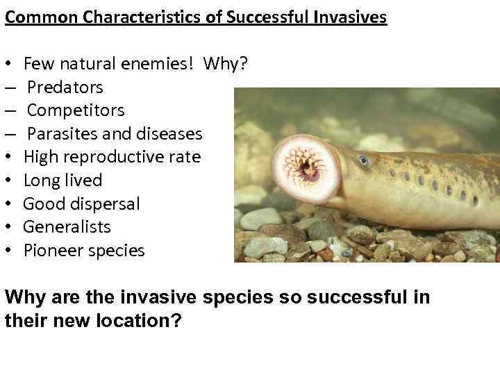 Common Characteristics of Successful Invasives • – – – • • • Few natural