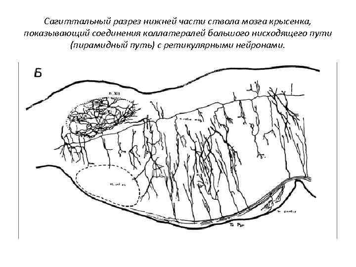 Сагиттальный разрез нижней части ствола мозга крысенка, показывающий соединения коллатералей большого нисходящего пути (пирамидный