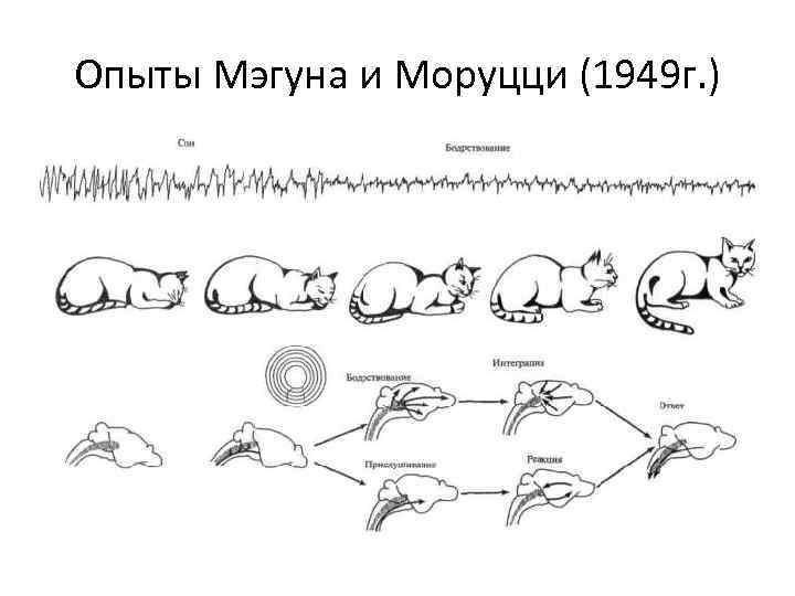 Нарисуйте ээг кошки после разрушения ядер восходящей ретикулярной активирующей системы врас