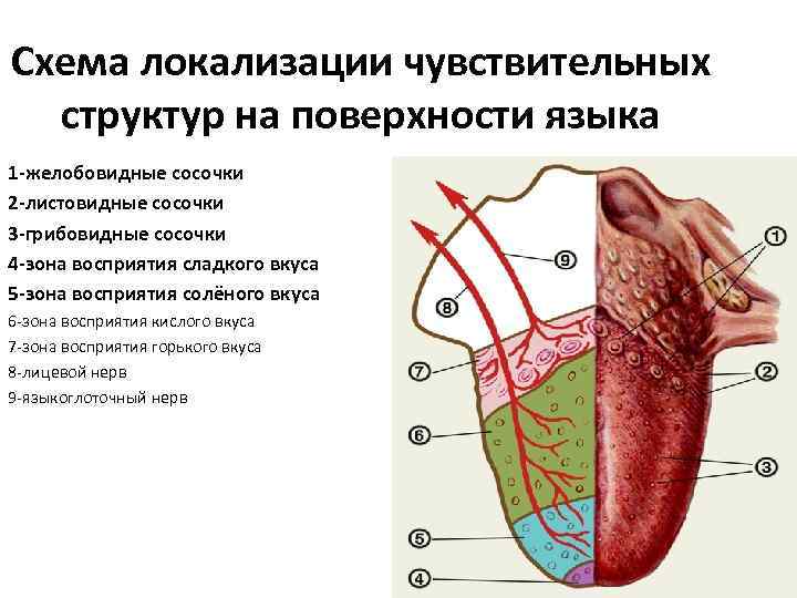 Не чувствую вкус соли