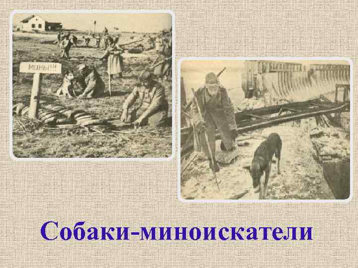 Собаки-миноискатели 