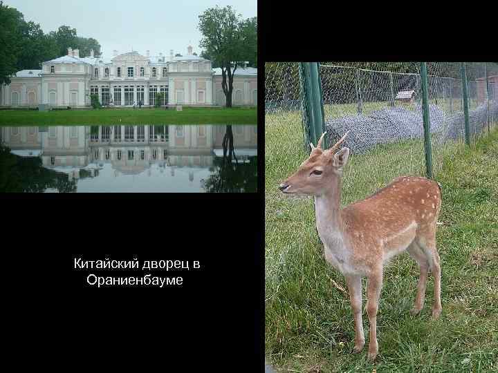  Китайский дворец в Ораниенбауме 