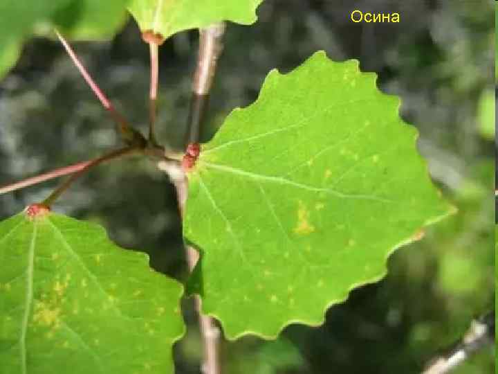 Осина 