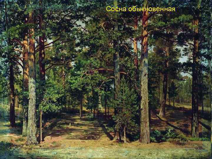 Сосна обыкновенная 