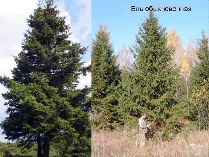 Ель обыкновенная 