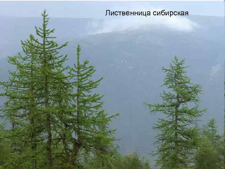 Лиственница сибирская 