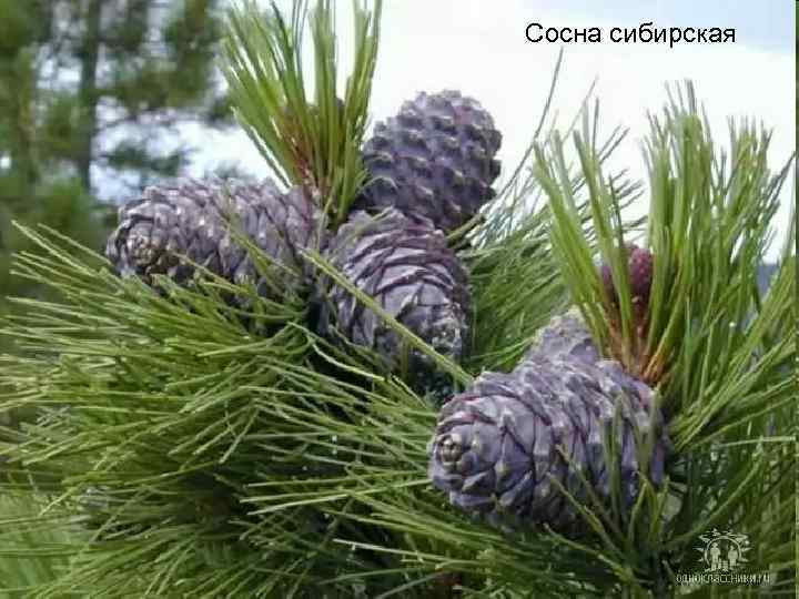 Сосна сибирская 