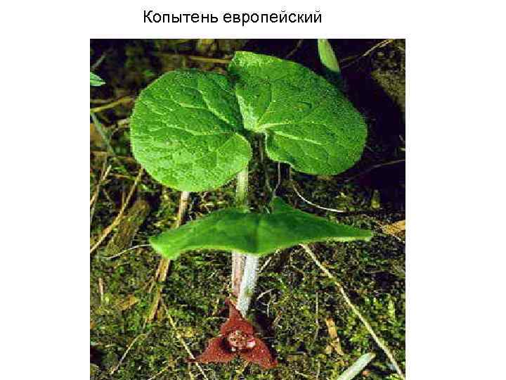 Копытень европейский 