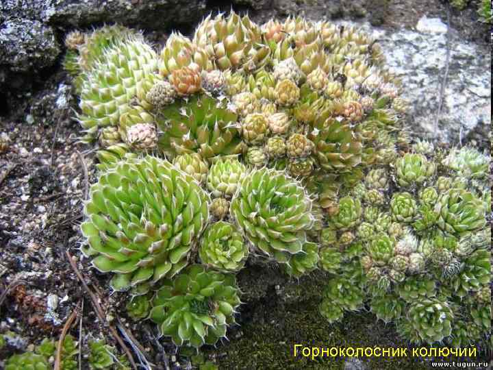 Горноколосник колючий 