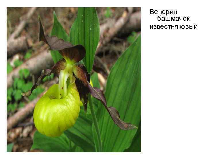 Венерин башмачок известняковый 