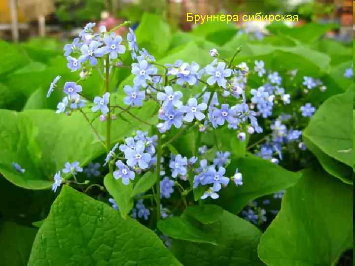 Бруннера сибирская 