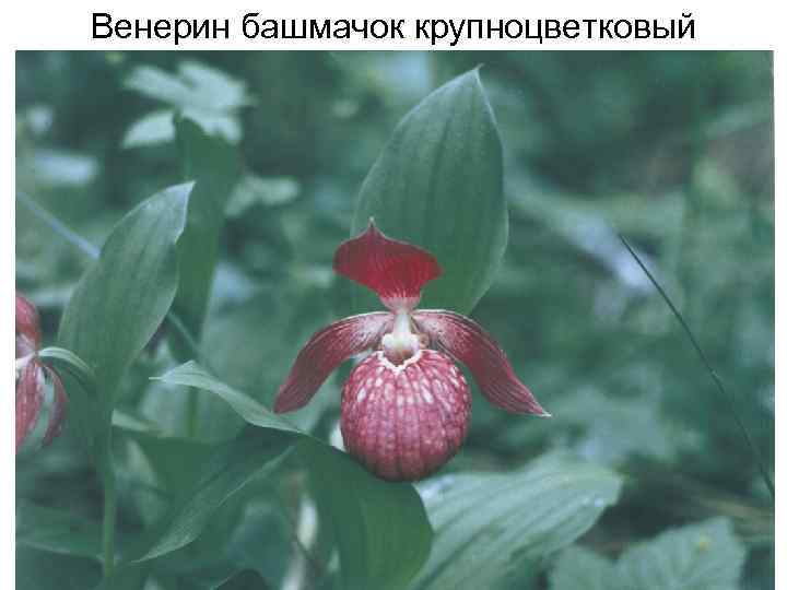 Венерин башмачок крупноцветковый 