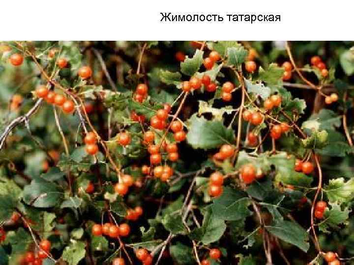 Жимолость татарская 