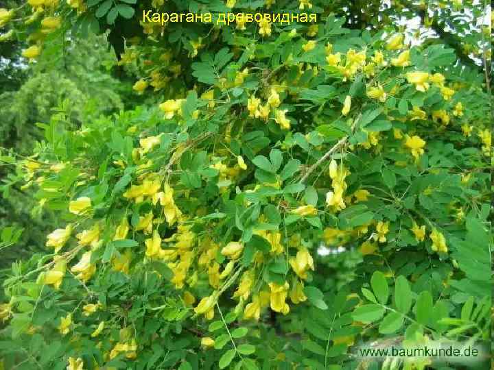 Карагана древовидная 