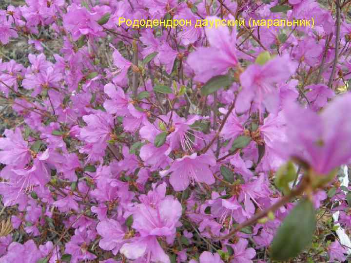 Рододендрон даурский (маральник) 