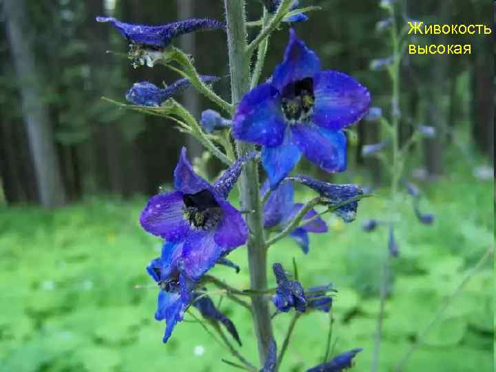 Живокость высокая 