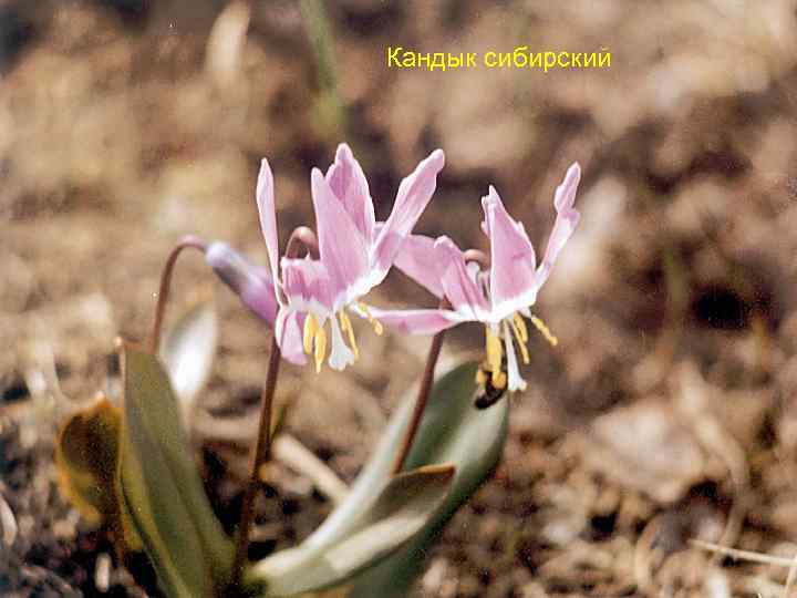 Кандык сибирский 