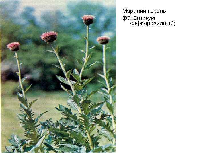 Маралий корень (рапонтикум сафлоровидный) 