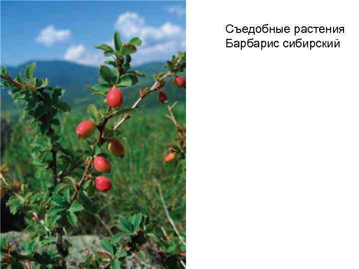 Съедобные растения Барбарис сибирский 