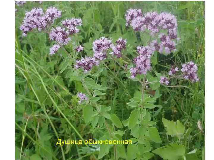 Душица обыкновенная 