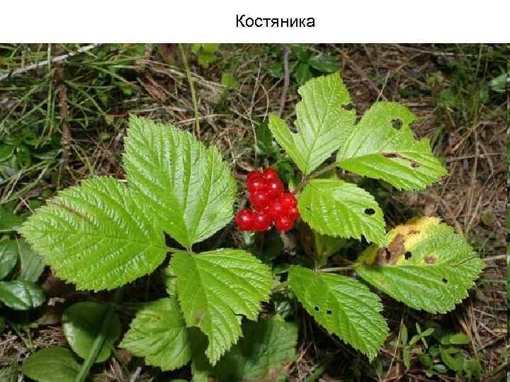 Костяника 