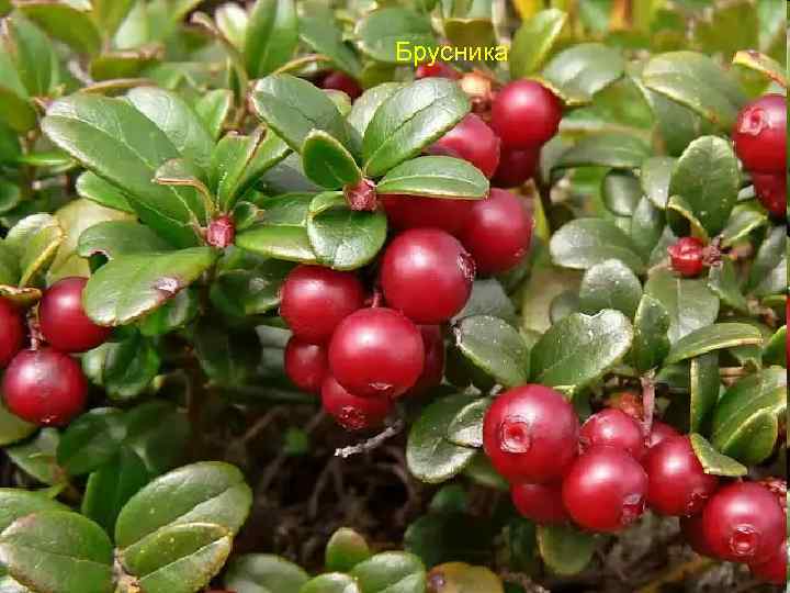 Брусника 