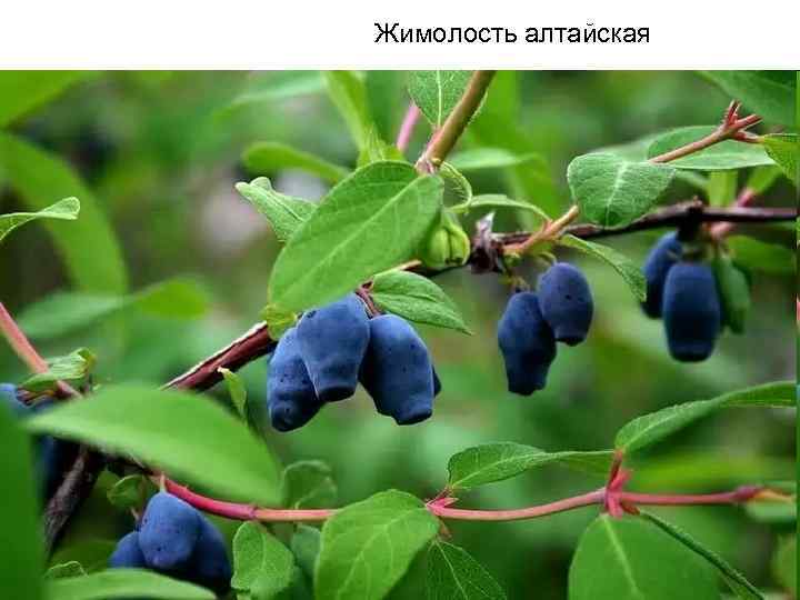 Жимолость алтайская 
